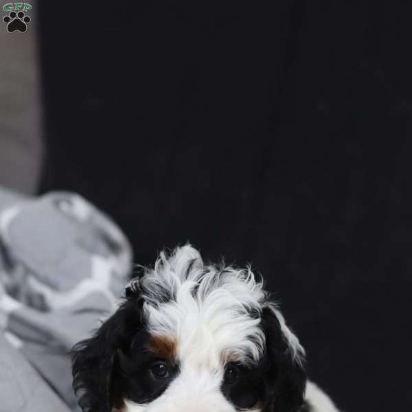 Hayden, Mini Bernedoodle Puppy